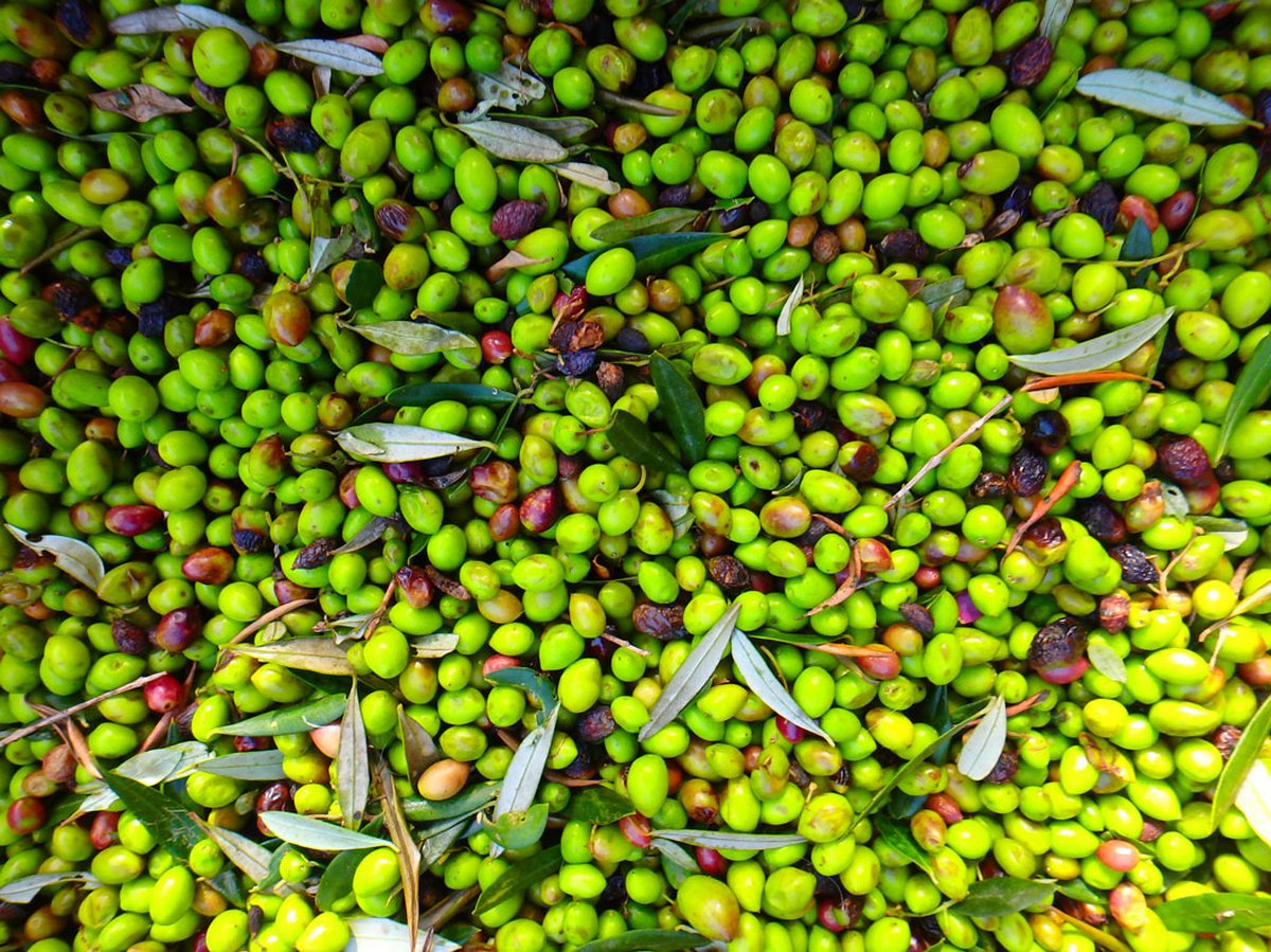 Oliven von der Insel Kreta