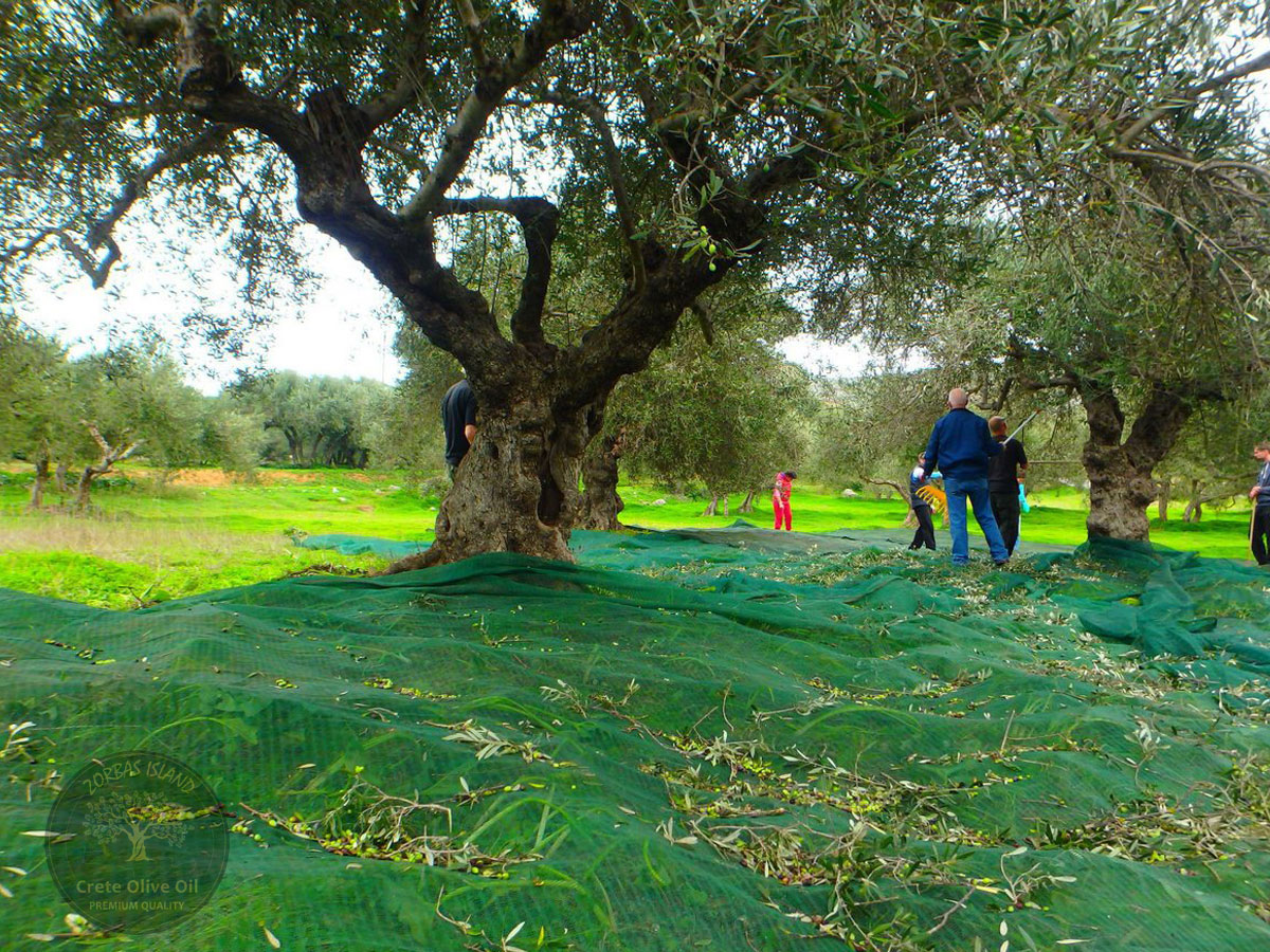 Premium Olivenöl aus Griechenland Kreta