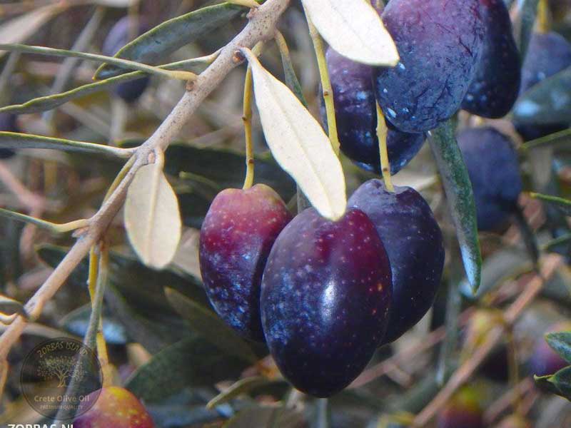 olives-on-the-olive-grove