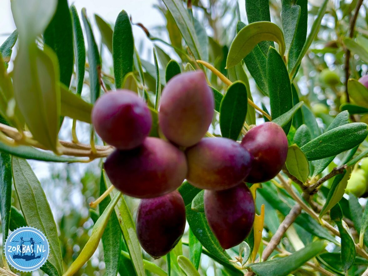 Extra vergin olive oil